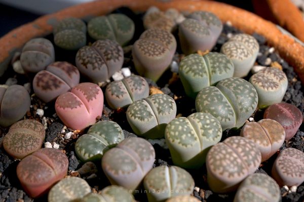 how-to-lithops-care-2.jpg