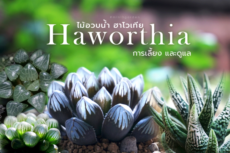 ไม้อวบน้ำ ฮาโวเทีย ( Haworthia) การเลี้ยง และดูแล