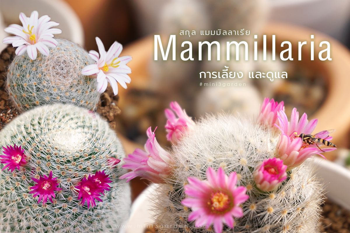 กระบองเพชร สกุล แมมมิลลาเรีย (Mammillaria ) การเลี้ยง และดูแล